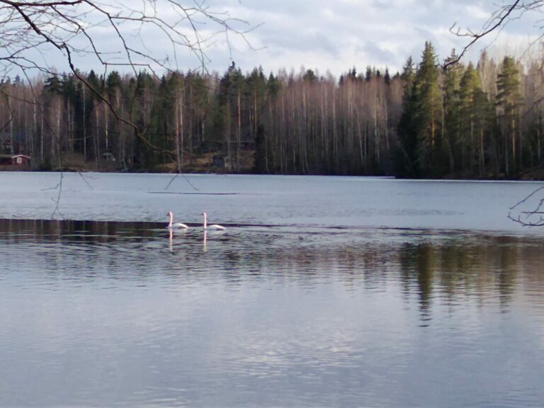 Joutsenpari järvellä, kesällä valta järvellä siirtyy kuitenkin kuikkaparille